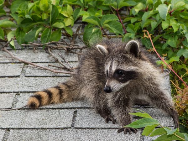 Rockford Wildlife Removal
