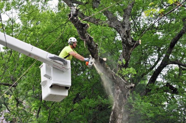 Rockford Tree Trimming