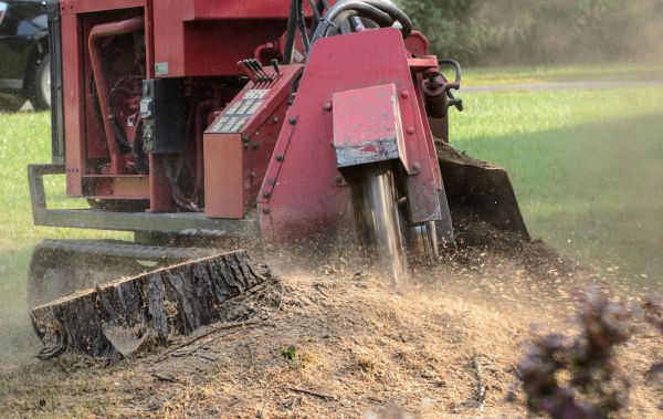 Rockford Tree Removal